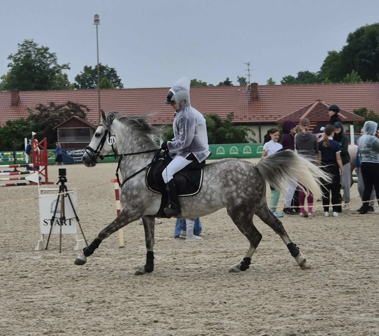 Kuc sportowy Skoczek/ Ujeżdżeniowiec POLSKI KUC WIERZCHOWY - do wygrywania - zdjęcie 2