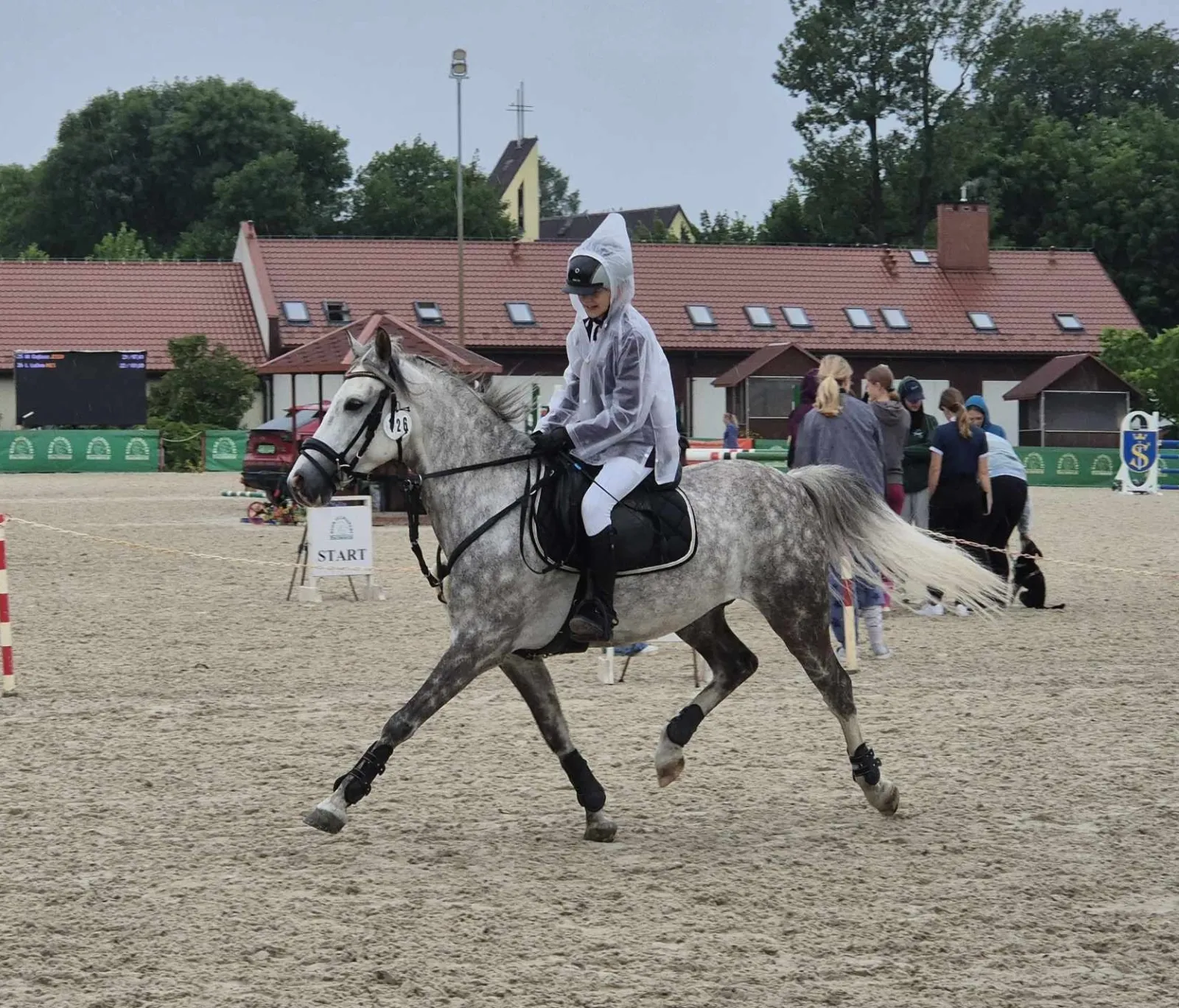 Kuc sportowy Skoczek/ Ujeżdżeniowiec POLSKI KUC WIERZCHOWY - do wygrywania - zdjęcie 5