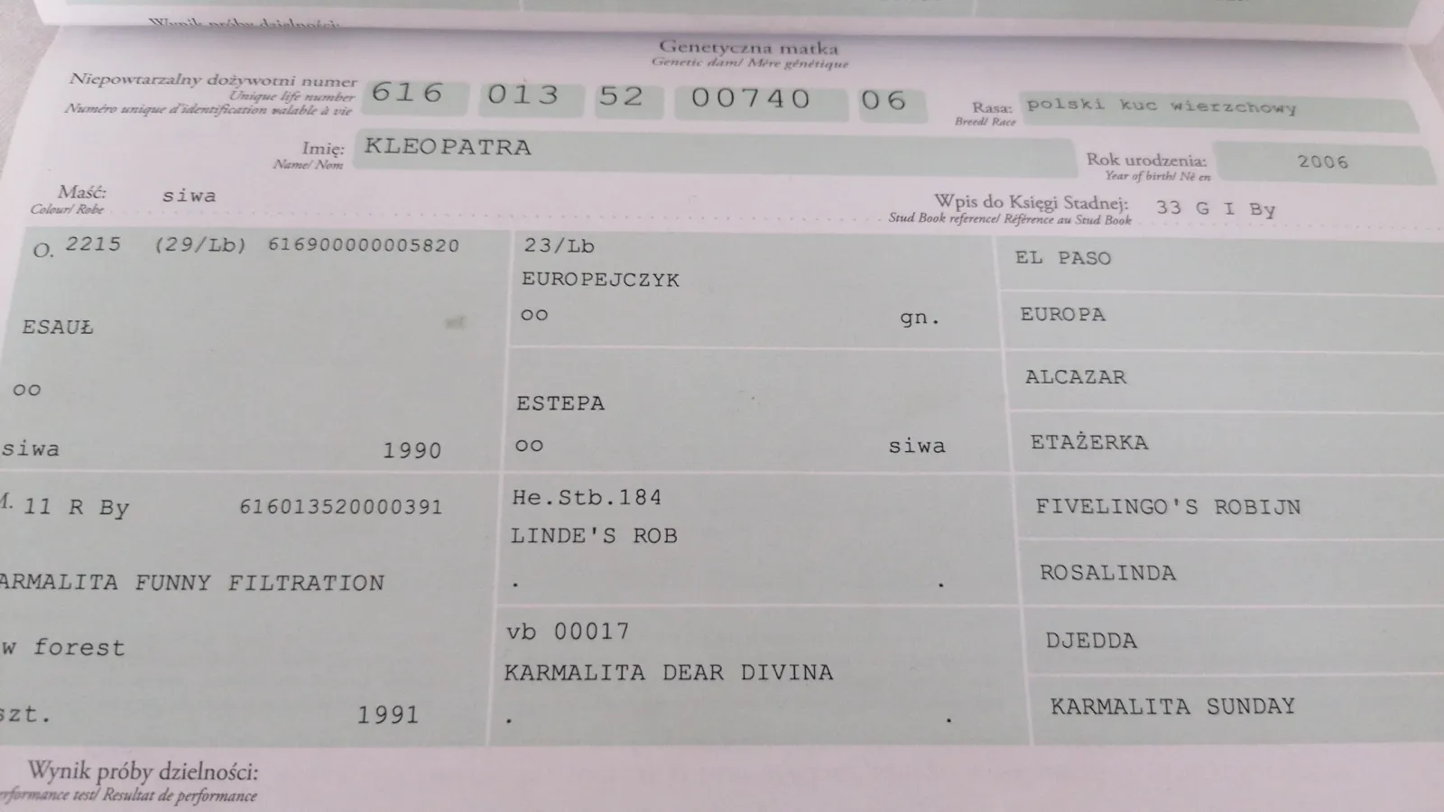 Kuc sportowy Skoczek/ Ujeżdżeniowiec POLSKI KUC WIERZCHOWY - do wygrywania - zdjęcie 7