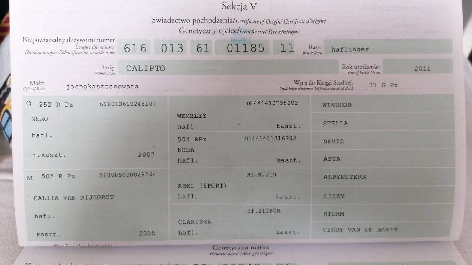 Kuc sportowy Skoczek/ Ujeżdżeniowiec POLSKI KUC WIERZCHOWY - do wygrywania - zdjęcie 8