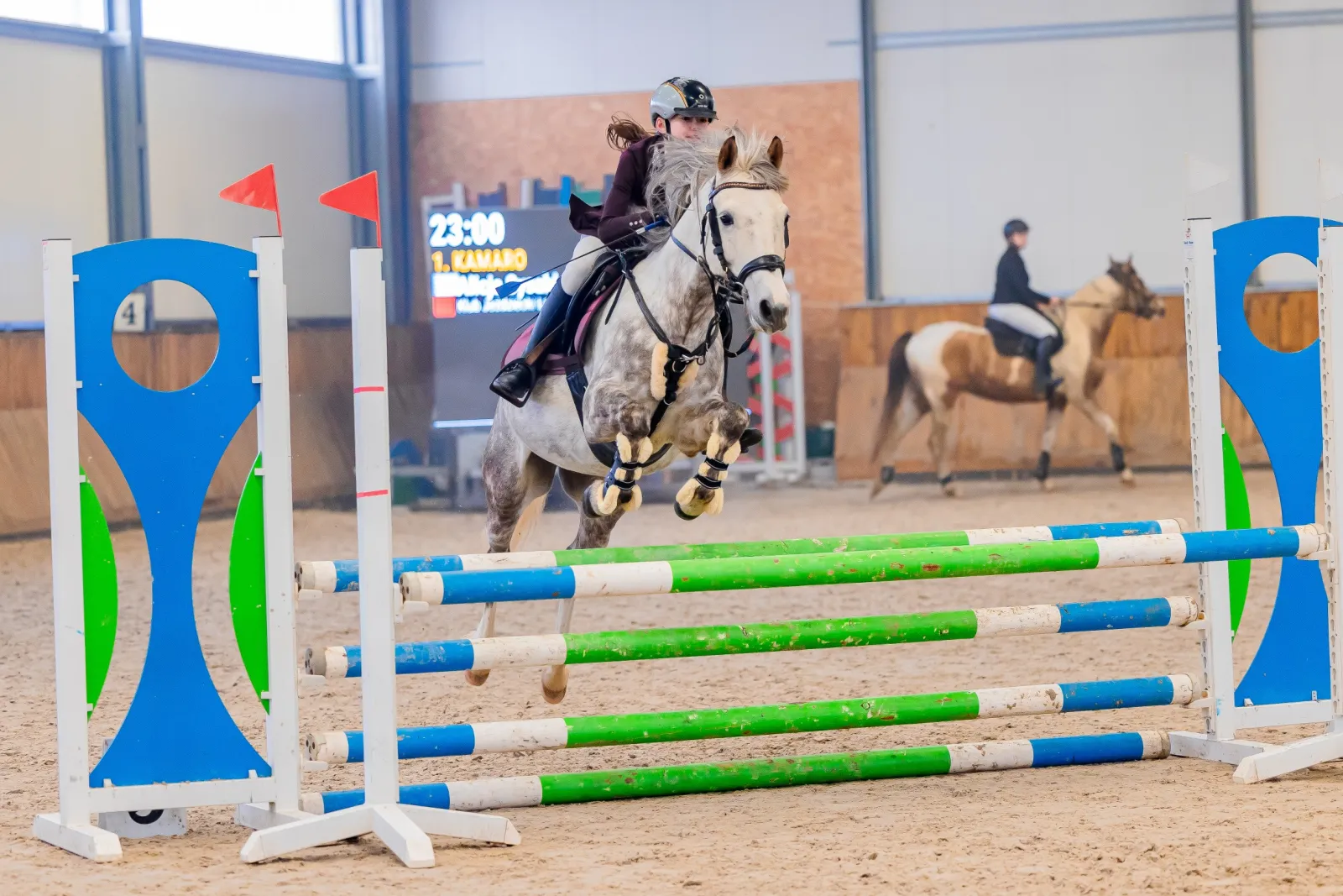 Kuc sportowy Skoczek/ Ujeżdżeniowiec POLSKI KUC WIERZCHOWY - do wygrywania - zdjęcie 4