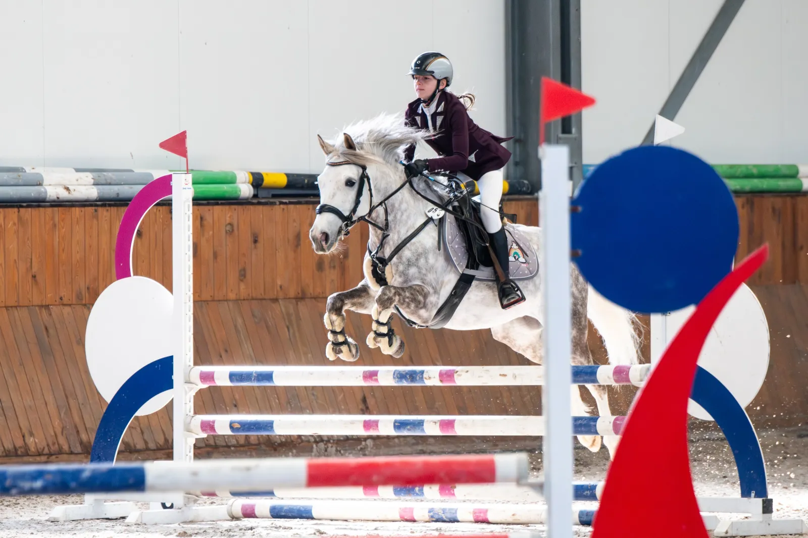 Kuc sportowy Skoczek/ Ujeżdżeniowiec POLSKI KUC WIERZCHOWY - do wygrywania - zdjęcie 1