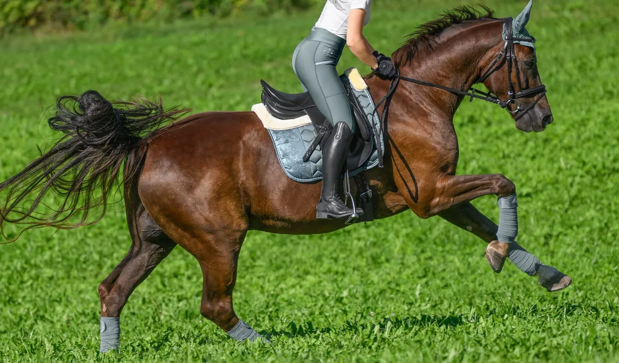 czaprak Felix Buhler Glitter Explosion, DR, jadeit, NOWY - zdjęcie 2