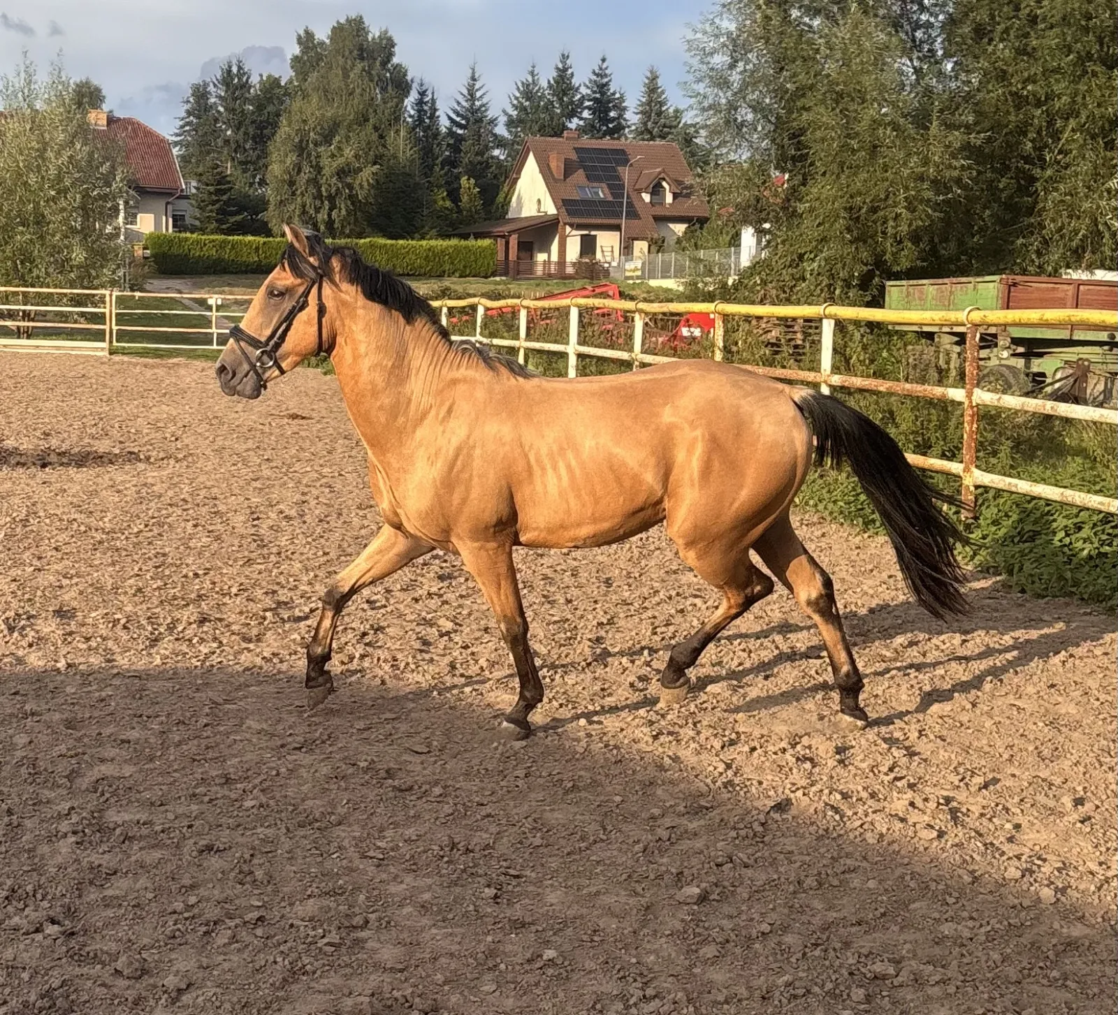 Sprzedam ogierka AQH/kuc - zdjęcie 2