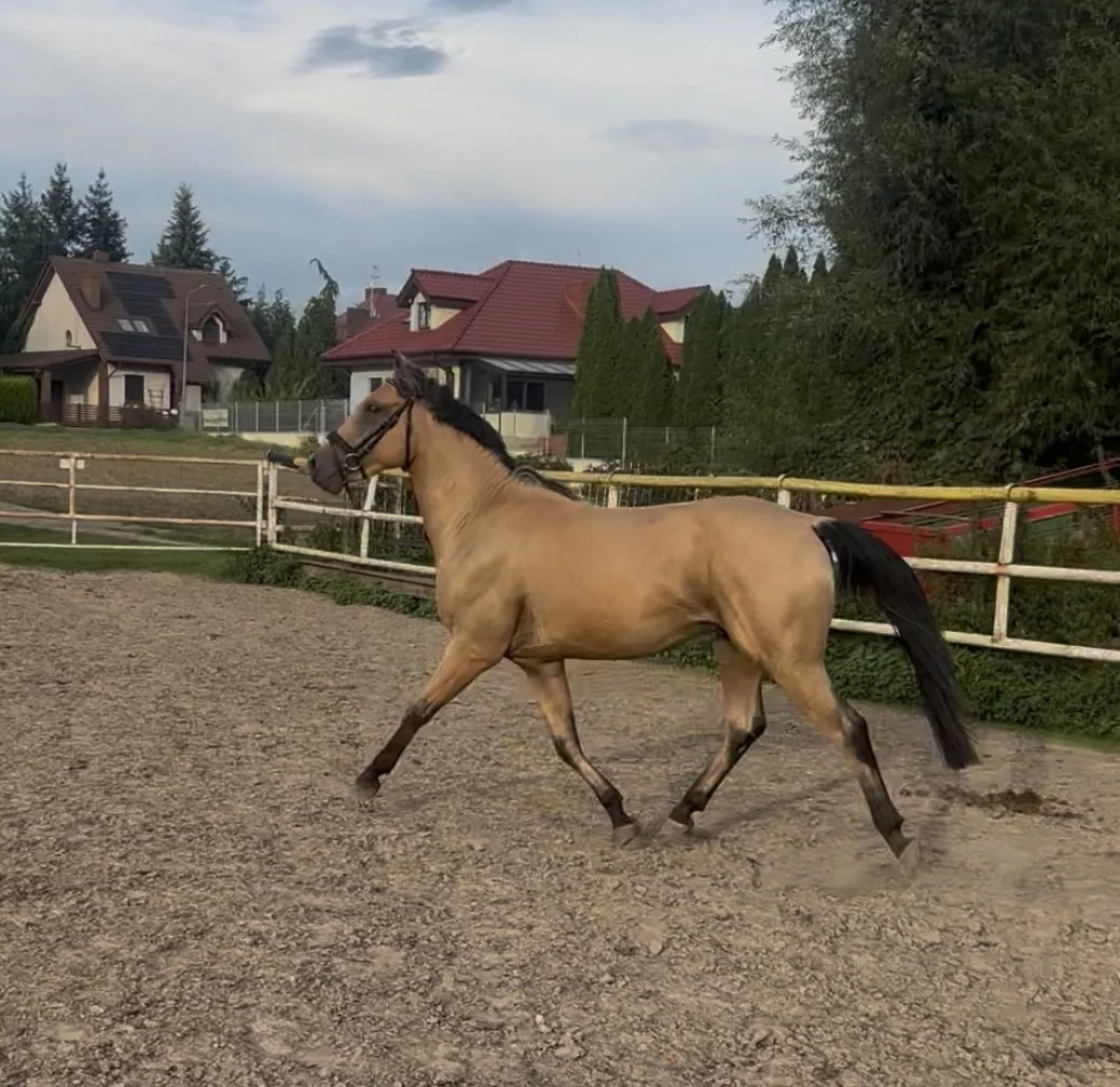Sprzedam ogierka AQH/kuc - zdjęcie 4