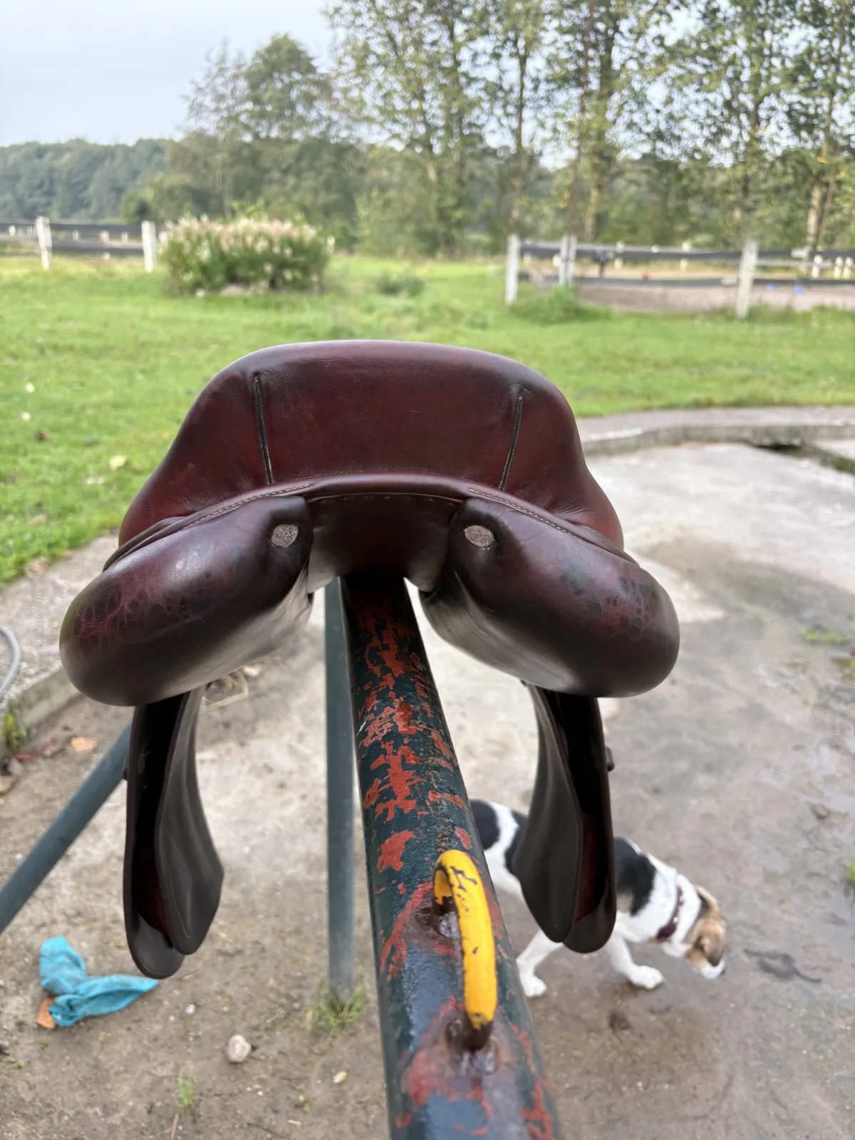 Cwd skokowe - zdjęcie 3