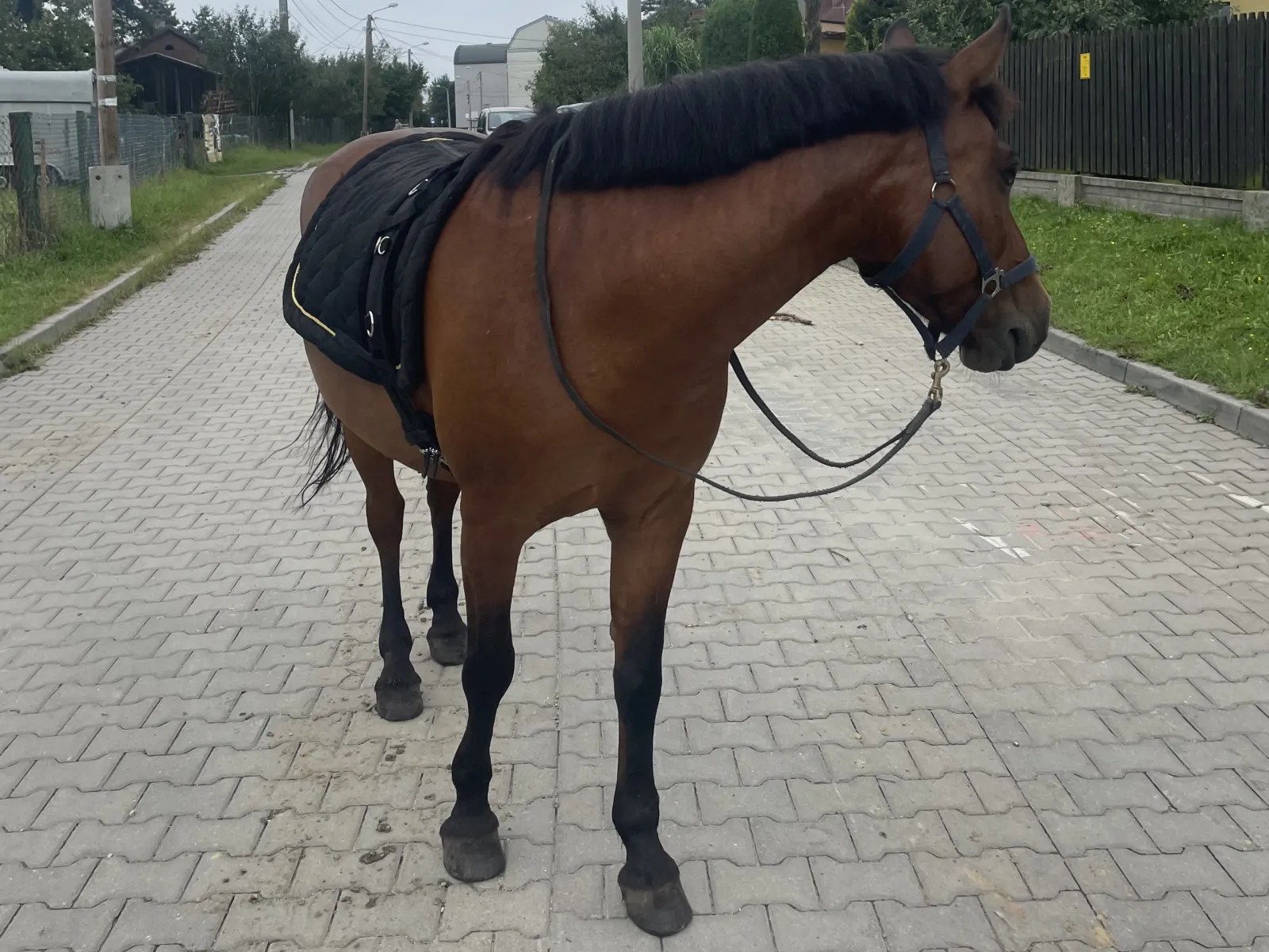 sprzedam wałacha huculskiego | rajdy tereny rekreacja - zdjęcie 8