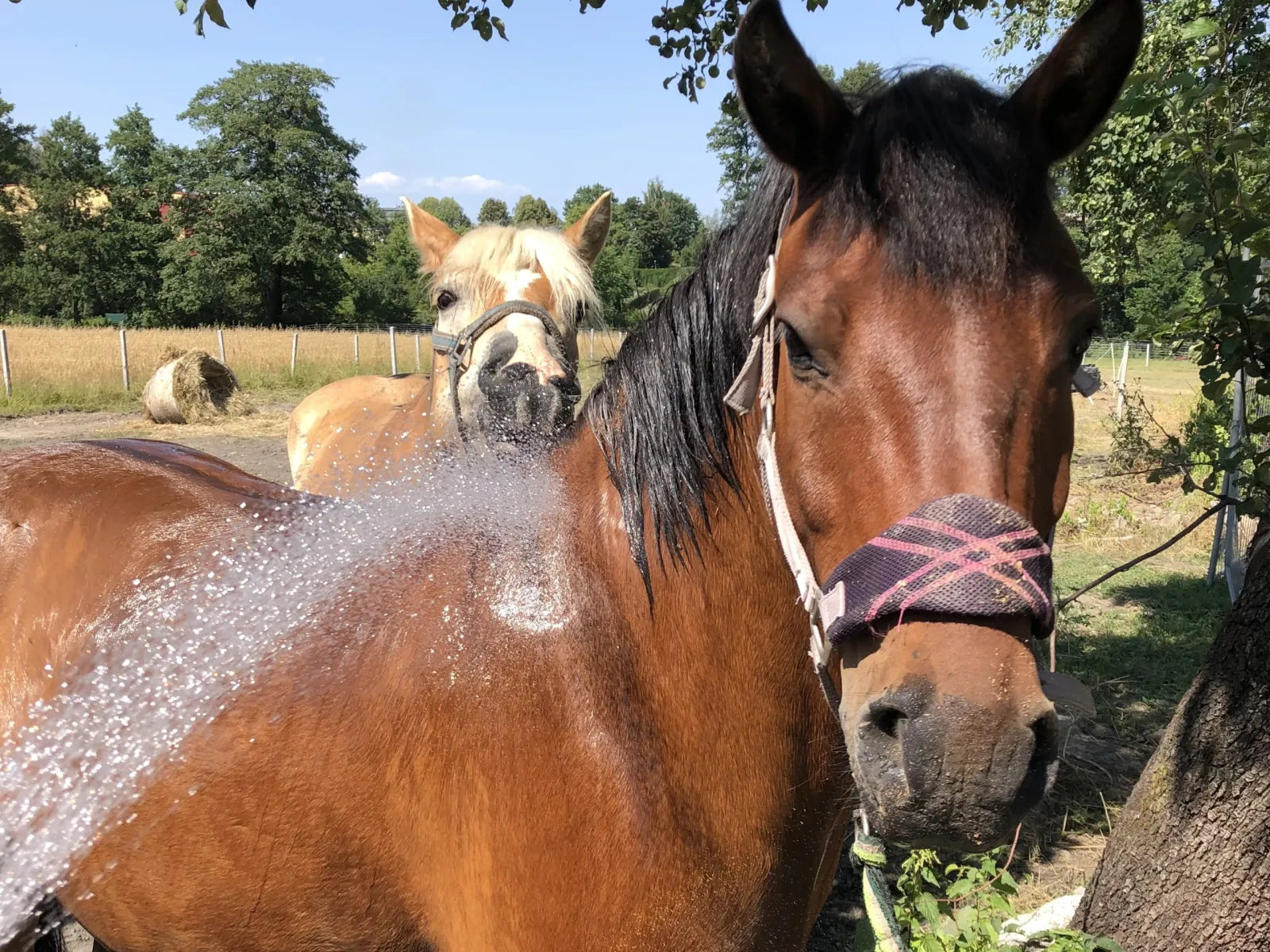 sprzedam wałacha huculskiego | rajdy tereny rekreacja - zdjęcie 9