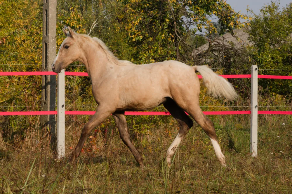 Przepiękny izabelowaty ogierek Zangershide - Bedivere SM Z - zdjęcie 1