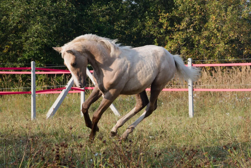 Przepiękny izabelowaty ogierek Zangershide - Bedivere SM Z - zdjęcie 3
