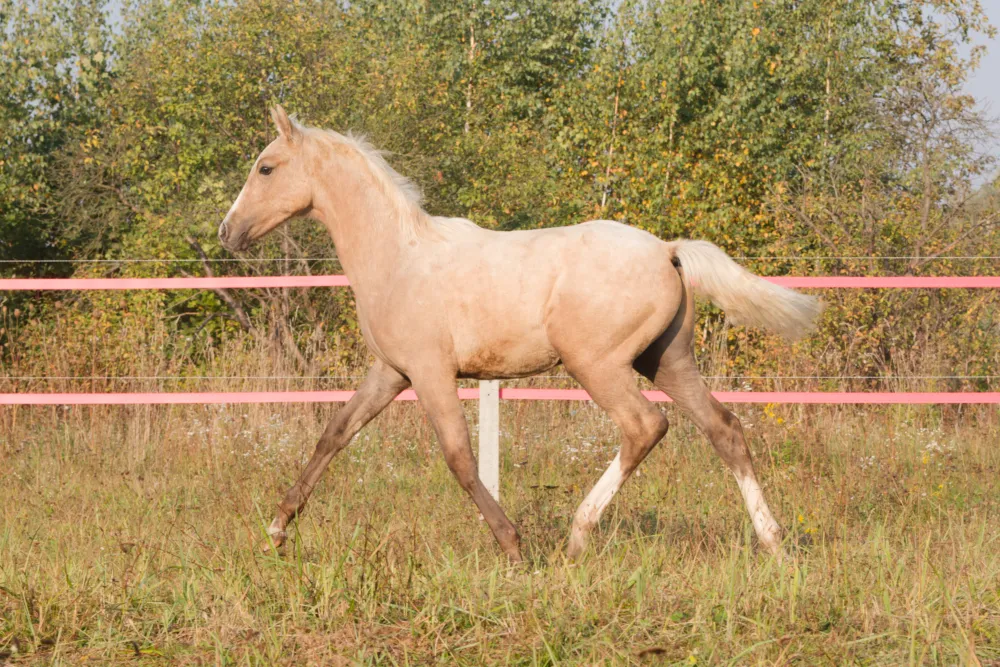Przepiękny izabelowaty ogierek Zangershide - Bedivere SM Z - zdjęcie 4