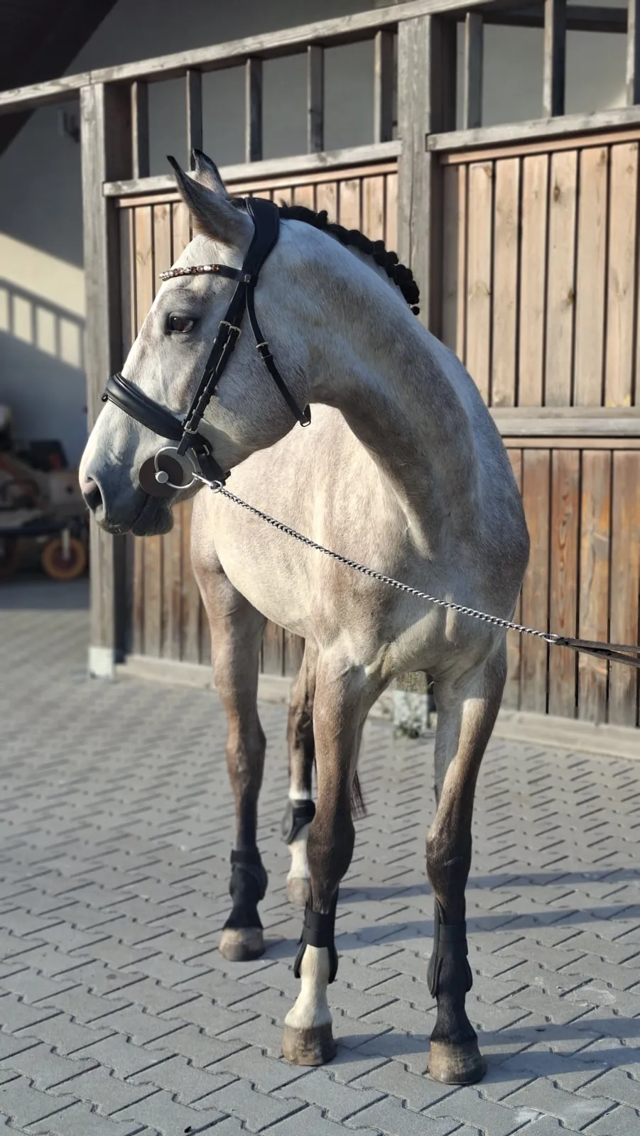 Utalentowany wałach do skoków lub WKKW unikatowa  maść - zdjęcie 5