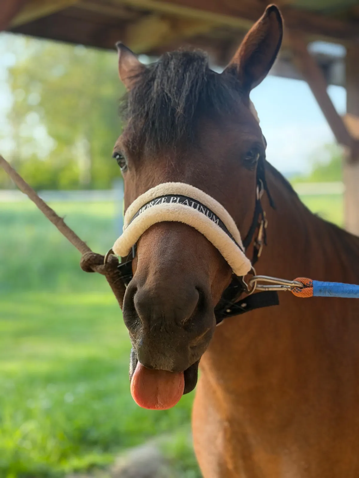 Hucułka, sport/rekreacja/hodowla - zdjęcie 6