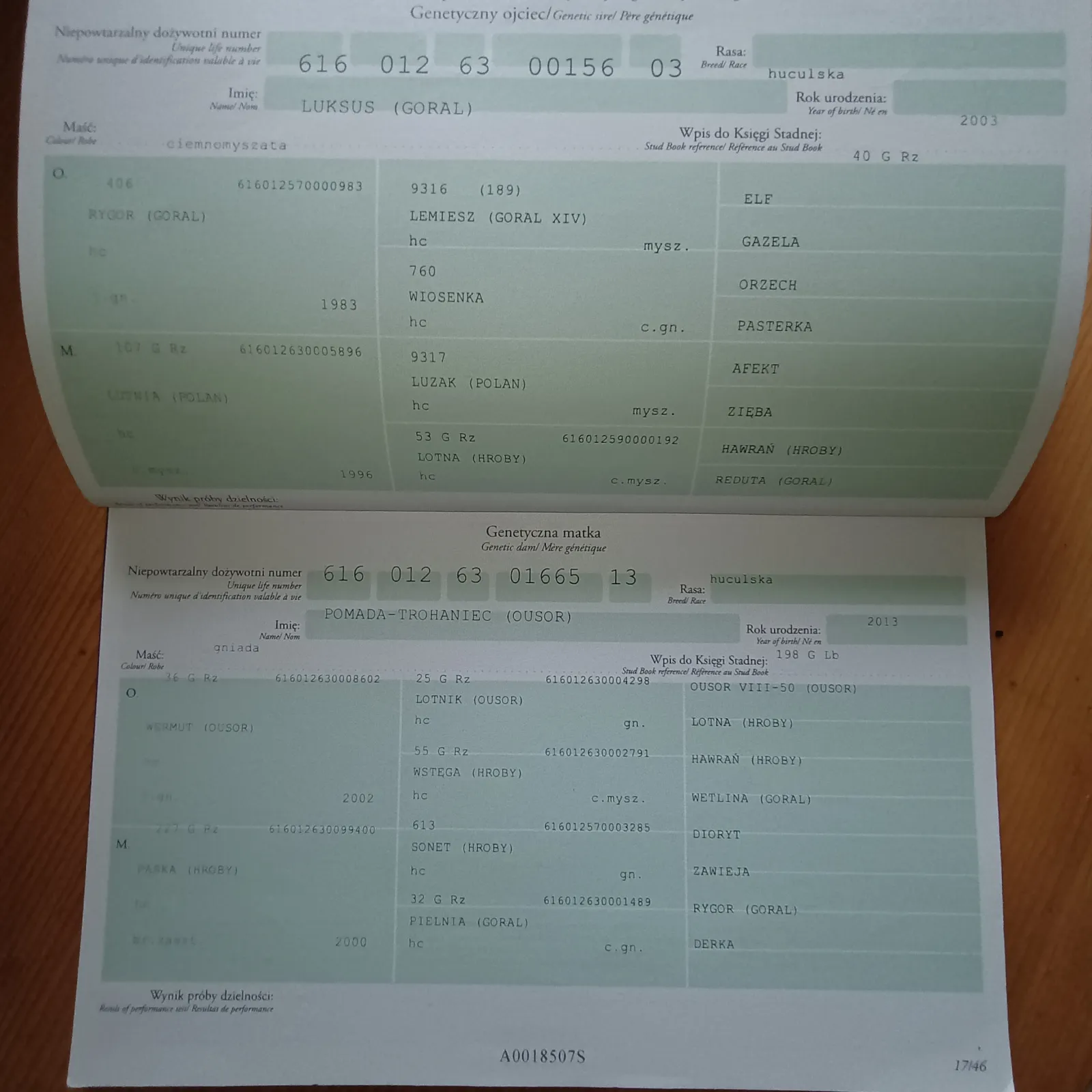 Hucułka, sport/rekreacja/hodowla - zdjęcie 8